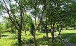 Pekný pozemok, 1203 m2, Kľačno – fotka 4