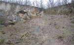 Predaj pozemok, Lošonec – fotka 2