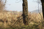 Na predaj pozemok, Stará Turá, 900 m2, krásny výhľad – fotka 2